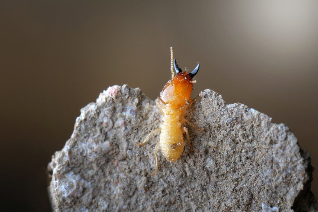 small termite on a rock